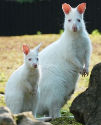 白い動物を貼っていくトピ