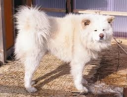 白い動物を貼っていくトピ
