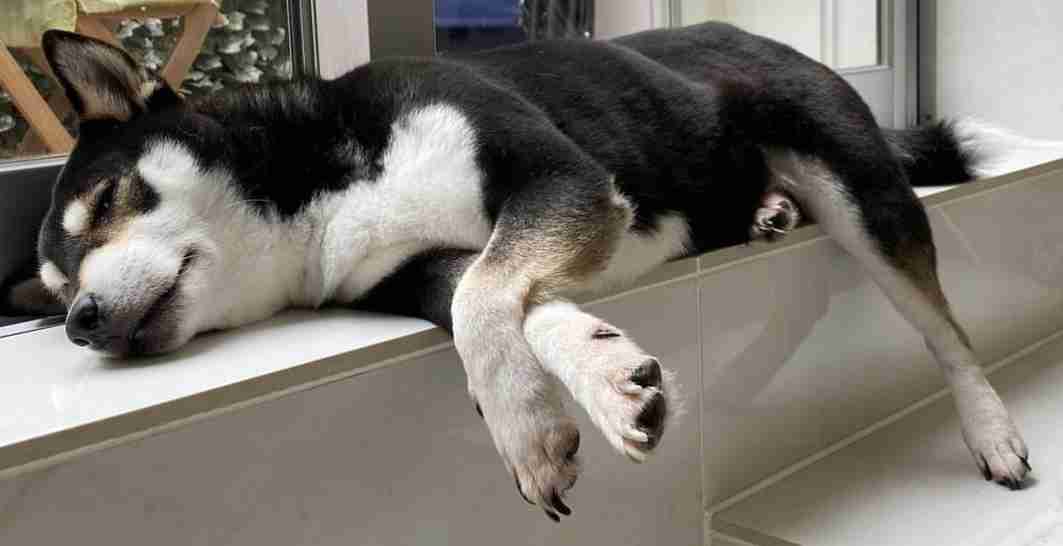 犬を飼うことを「ファッション」と勘違いしている人の特徴3選　安易に迎え入れるのは絶対NG