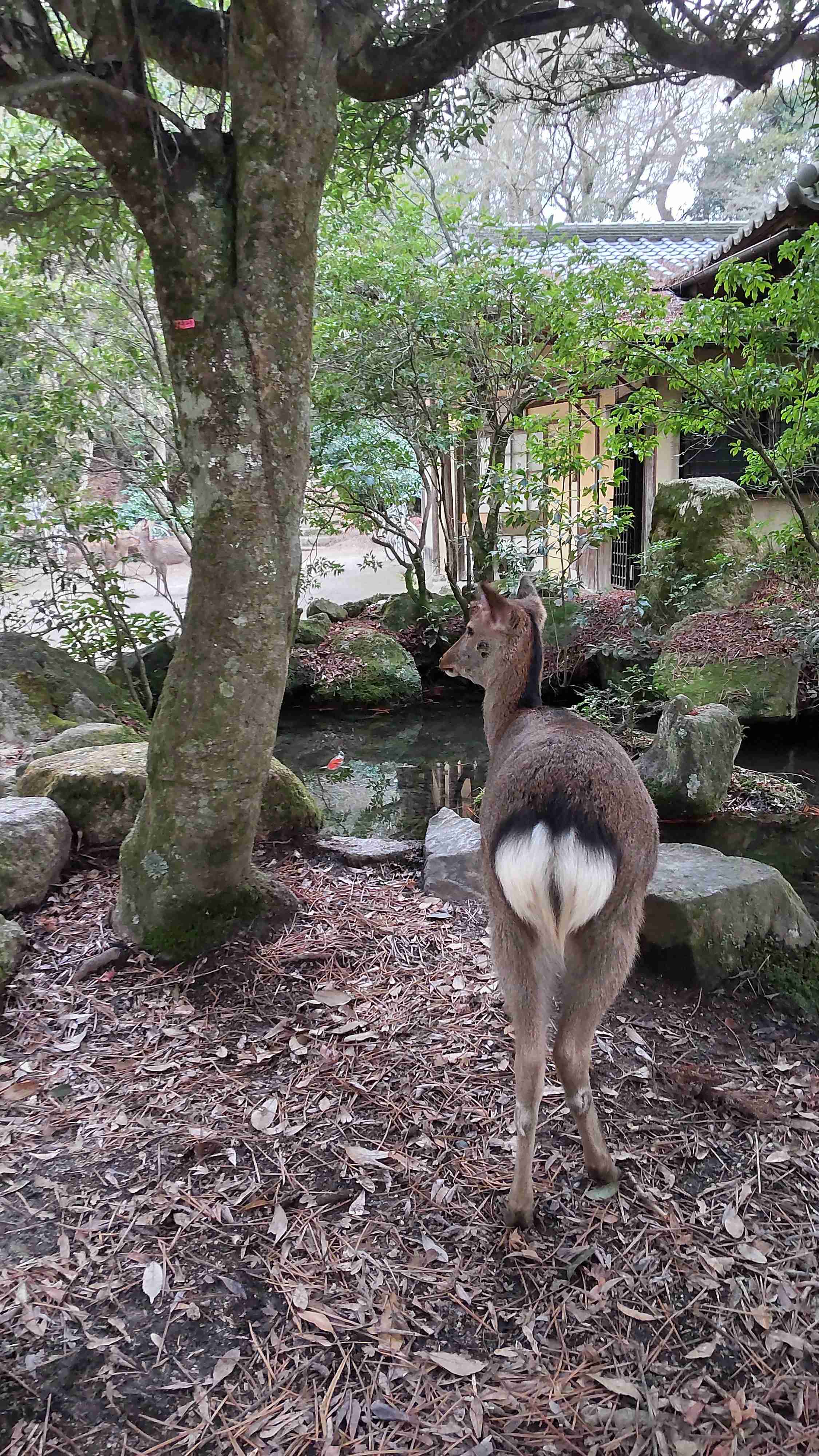 宮島について語りたい!
