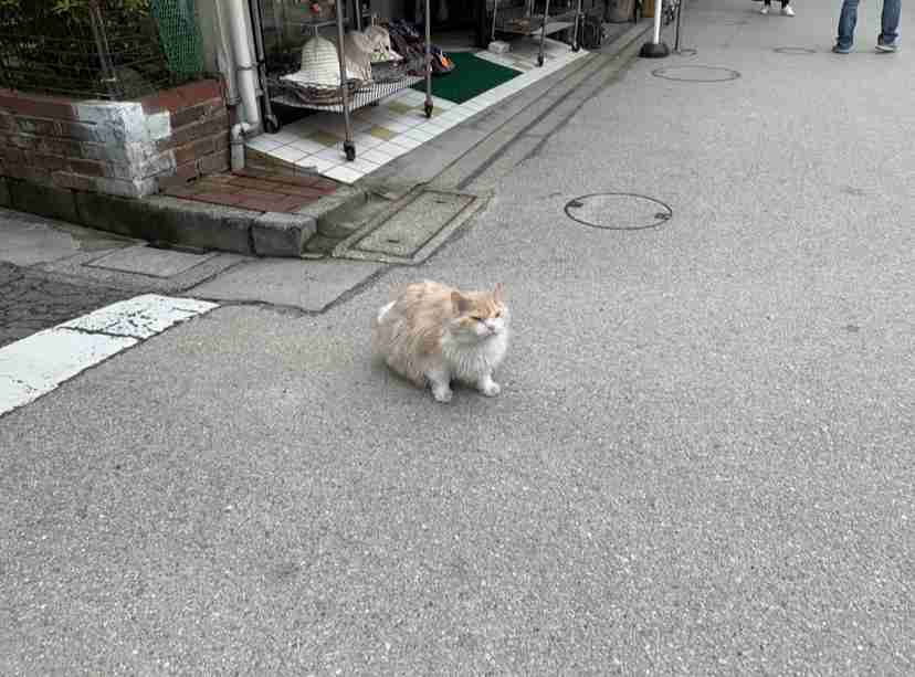 宮島について語りたい!