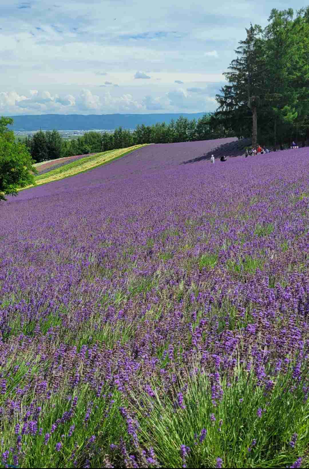 北海道のガル民に質問するトピ