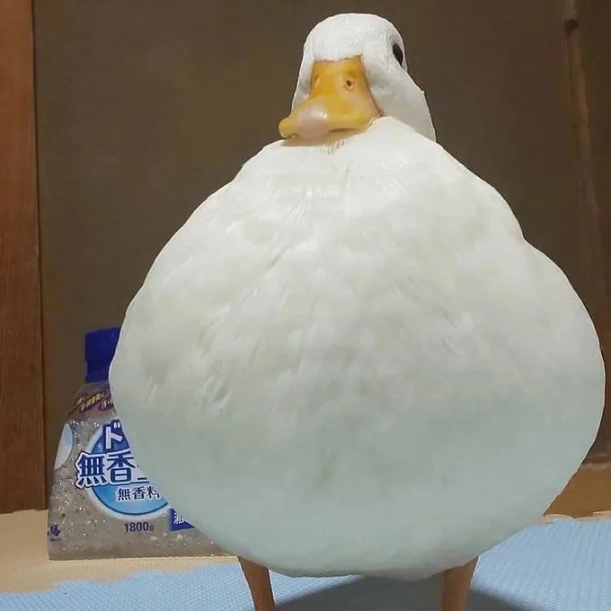 アヒルとアヒル口の画像を交互に貼るトピ　Part3
