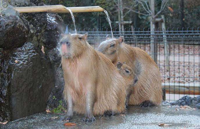 文豪風の口調で雑談するトピツクサロン【迎春】