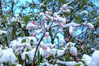 文豪風の口調で雑談するトピツクサロン【迎春】