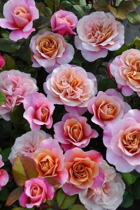 文豪風の口調で雑談するトピツクサロン【迎春】