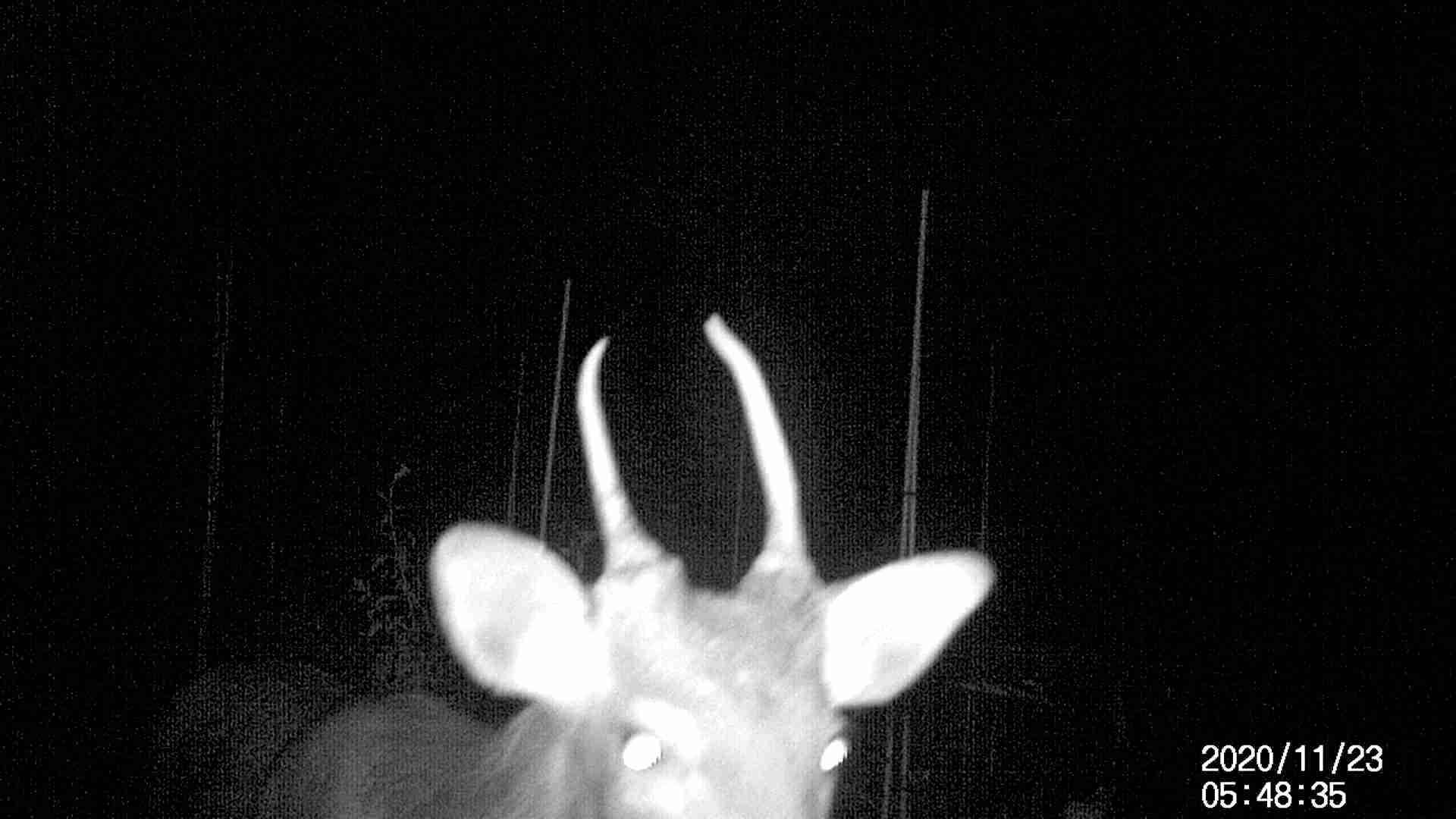 野生動物の監視カメラを見つけたクマ、自撮り写真400枚超を残してパークレンジャー爆笑（米）