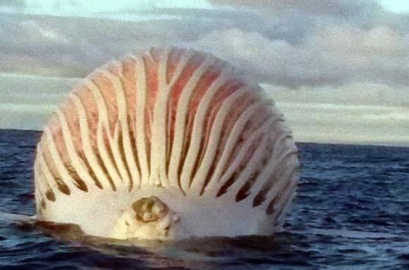 大阪湾に迷い込んだクジラが死んだことを大阪市職員らが確認