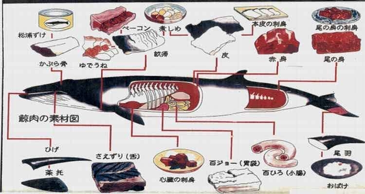 大阪湾に迷い込んだクジラが死んだことを大阪市職員らが確認