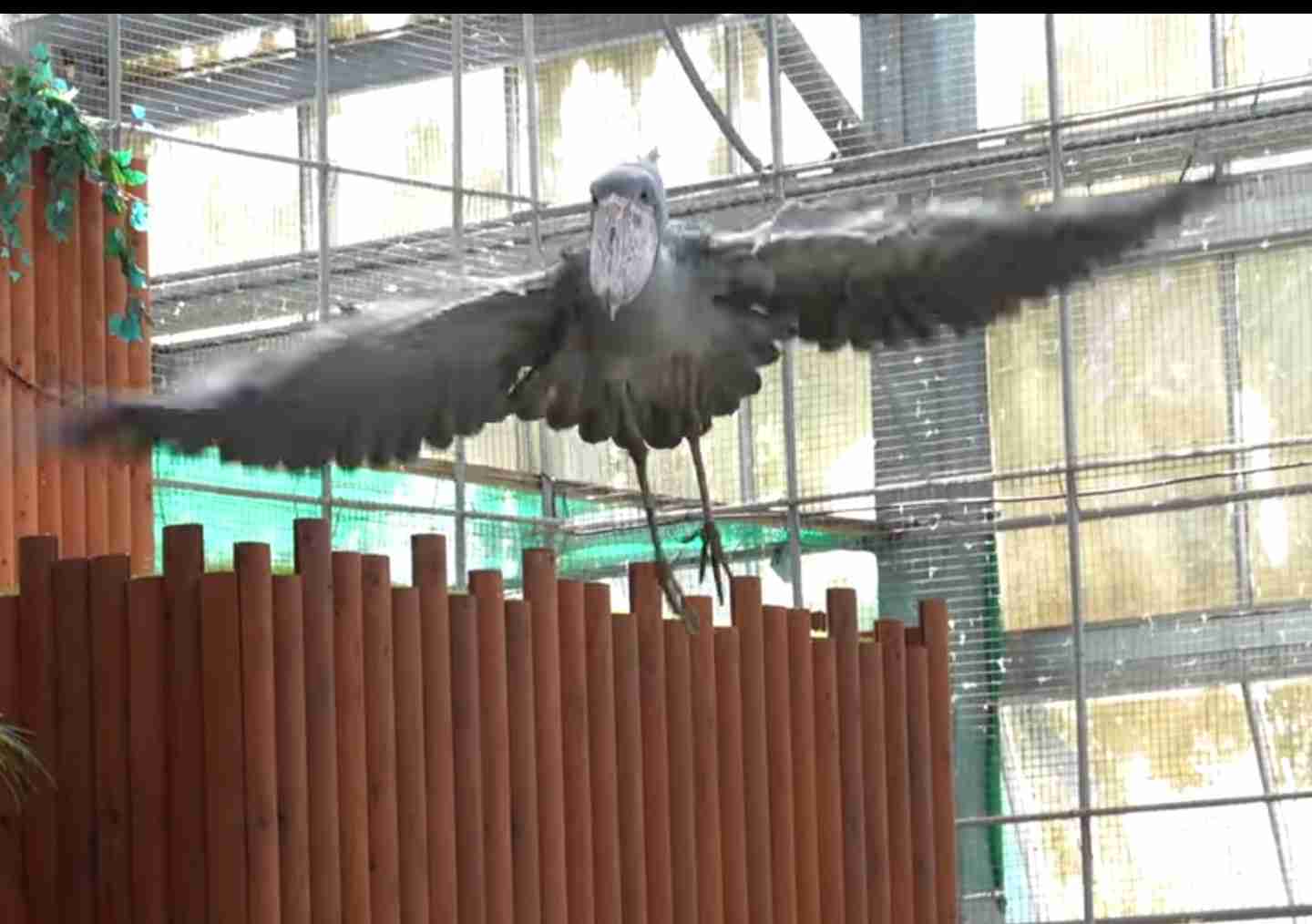 ハシビロコウに癒されたい【part６】