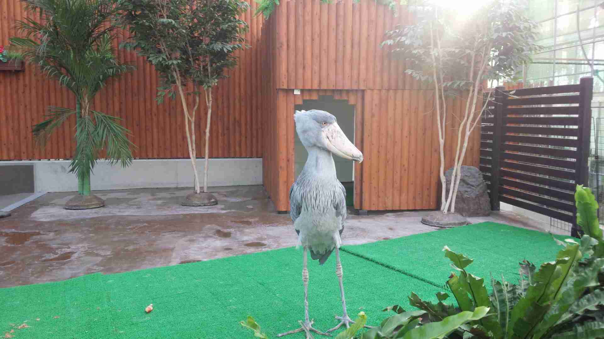 ハシビロコウに癒されたい【part６】