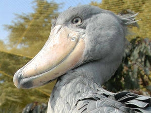 ハシビロコウに癒されたい【part６】