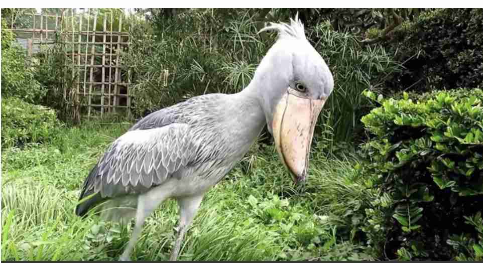 ハシビロコウに癒されたい【part６】