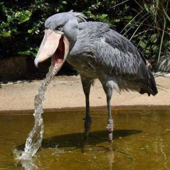 ハシビロコウに癒されたい【part６】