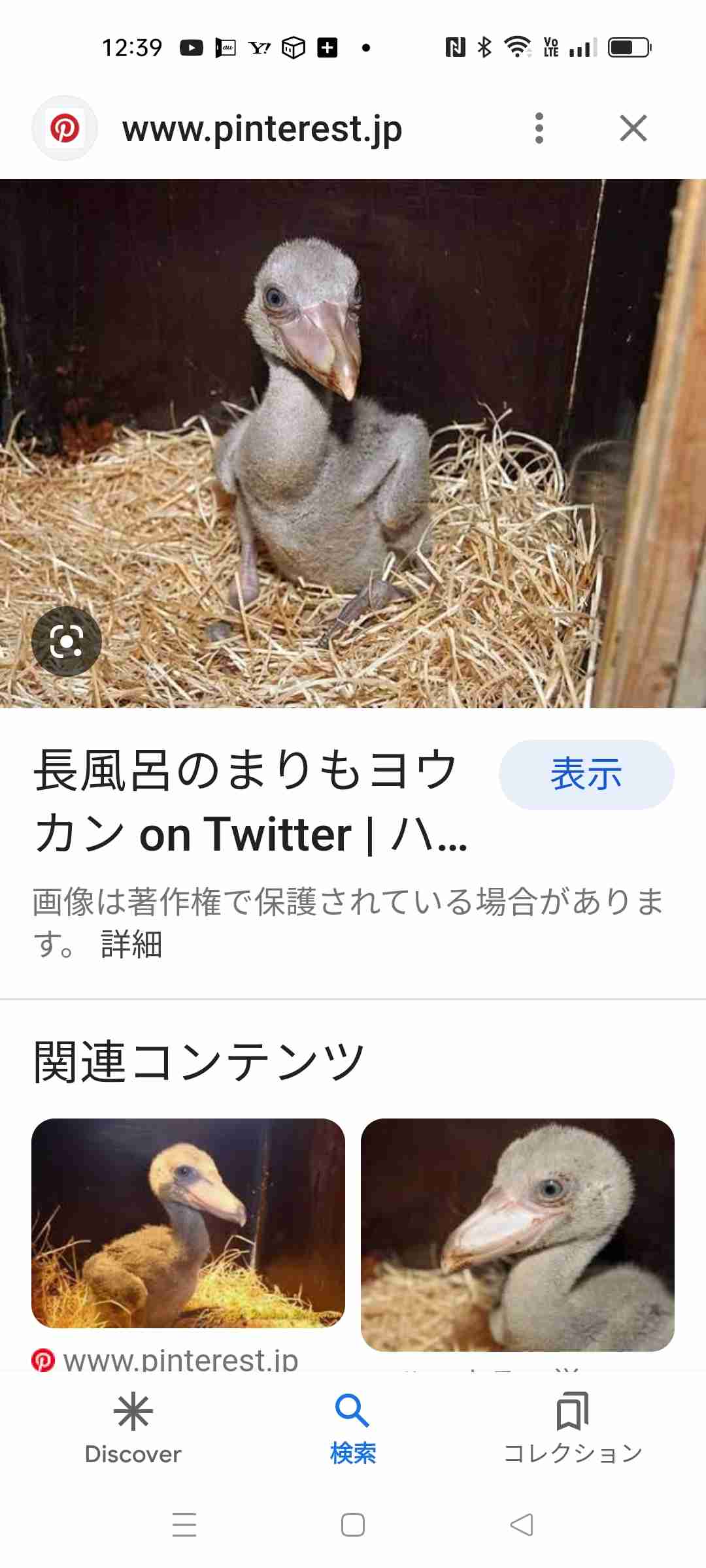 ハシビロコウに癒されたい【part６】