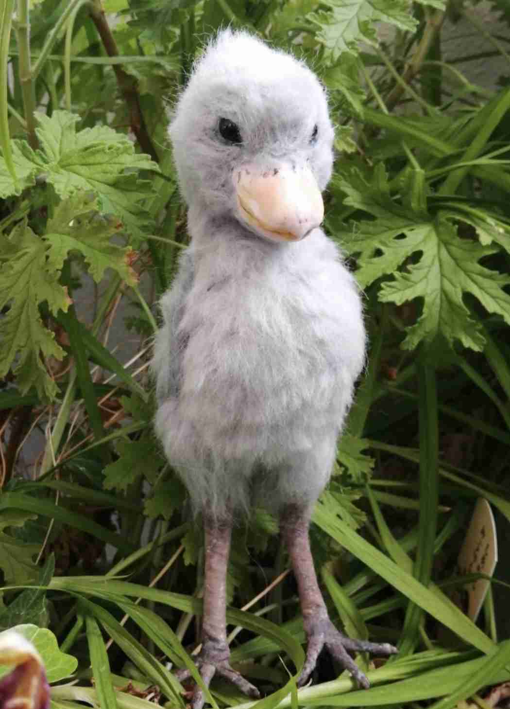 ハシビロコウに癒されたい【part６】