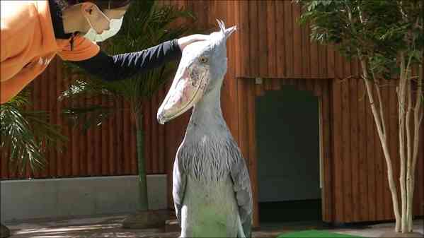 ハシビロコウに癒されたい【part６】