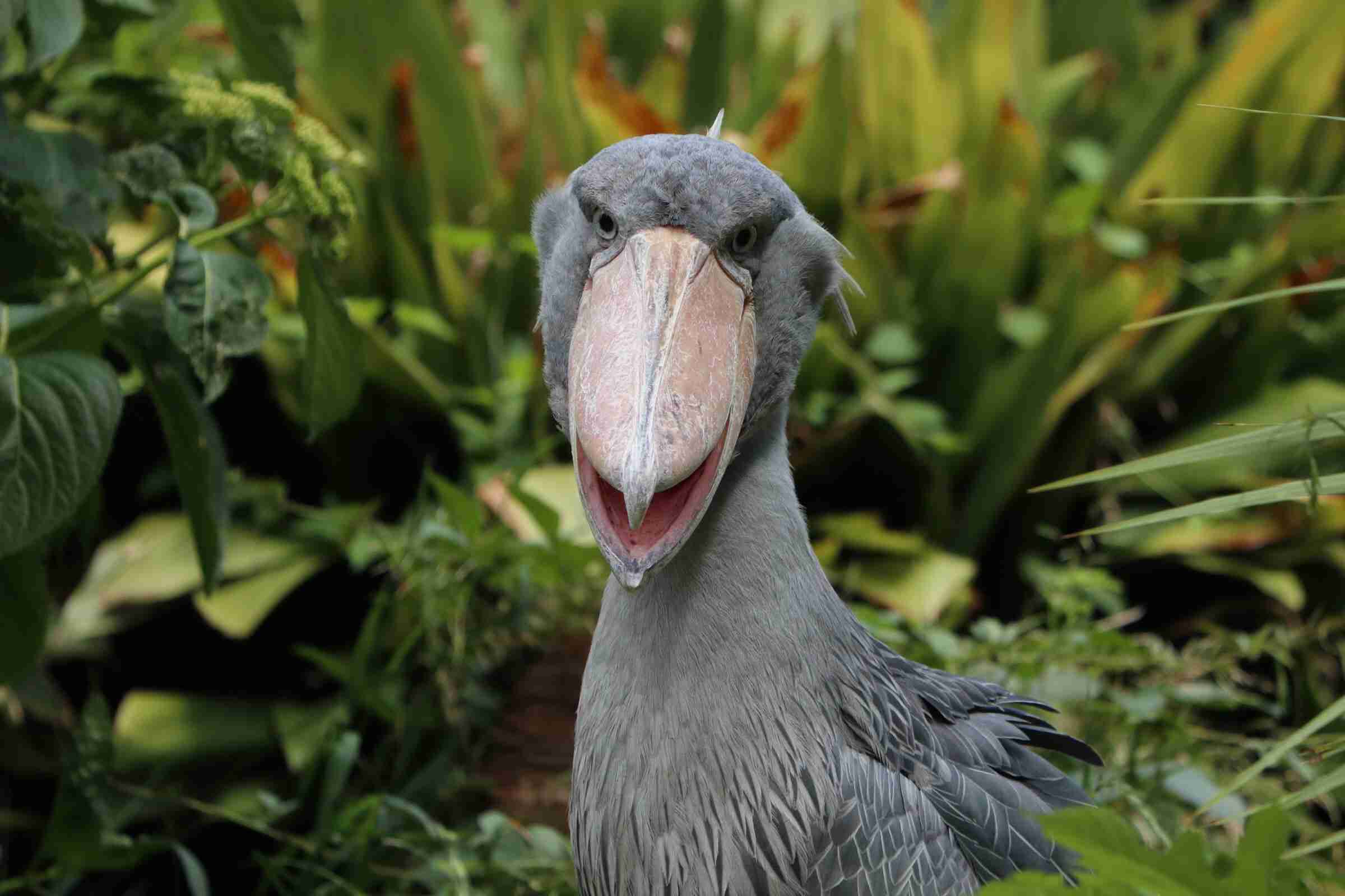 ハシビロコウに癒されたい【part６】