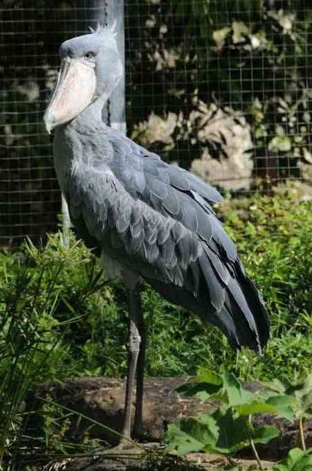 ハシビロコウに癒されたい【part６】