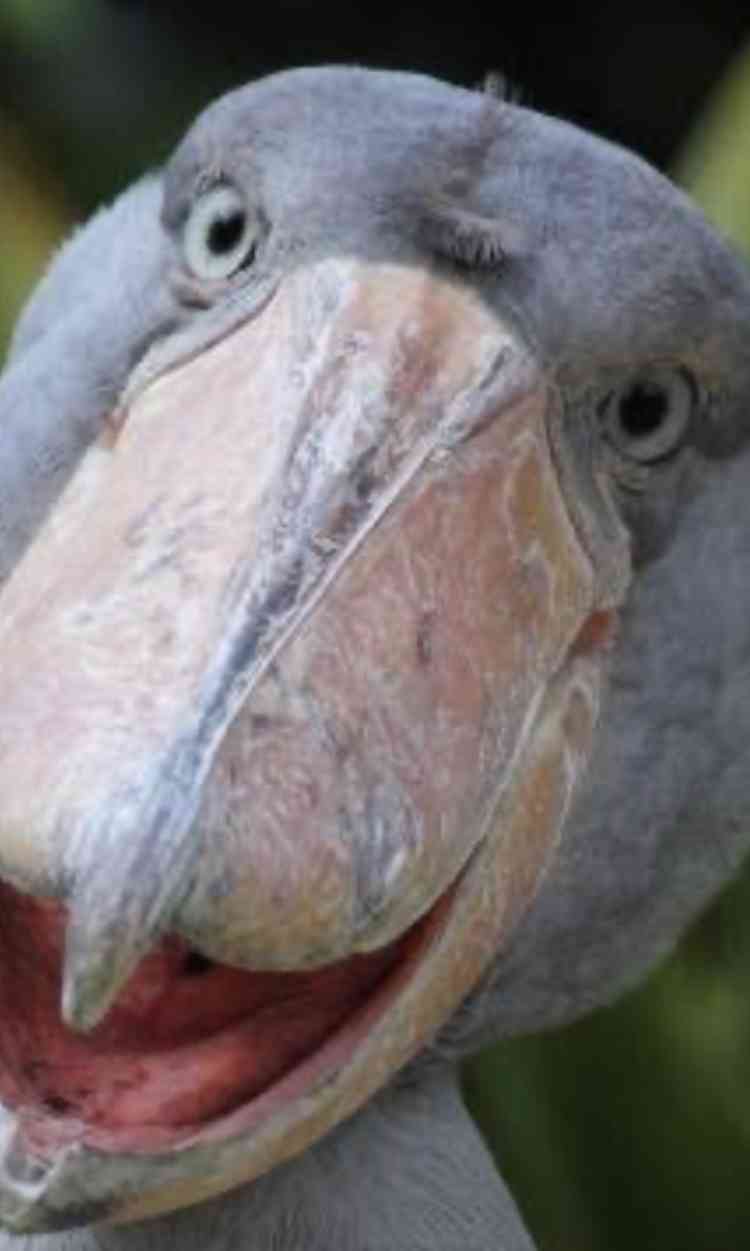 ハシビロコウに癒されたい【part６】