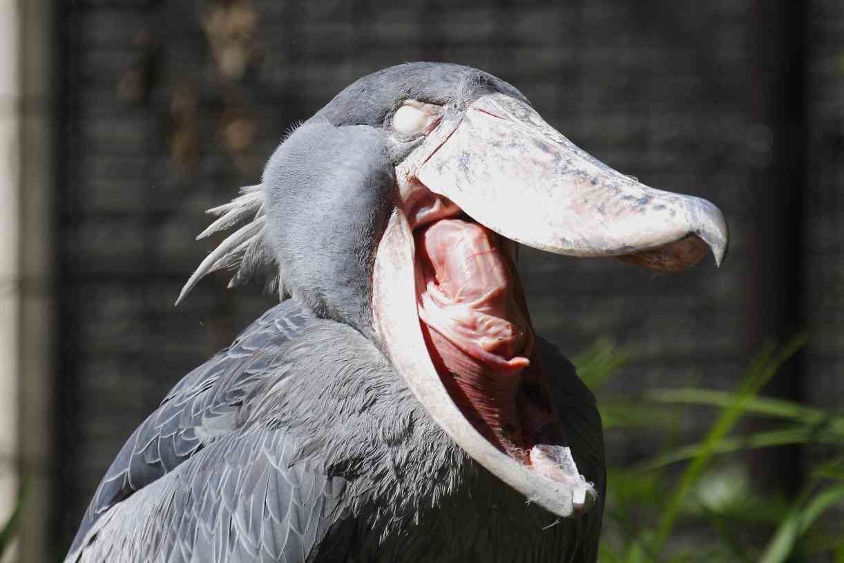 ハシビロコウに癒されたい【part６】