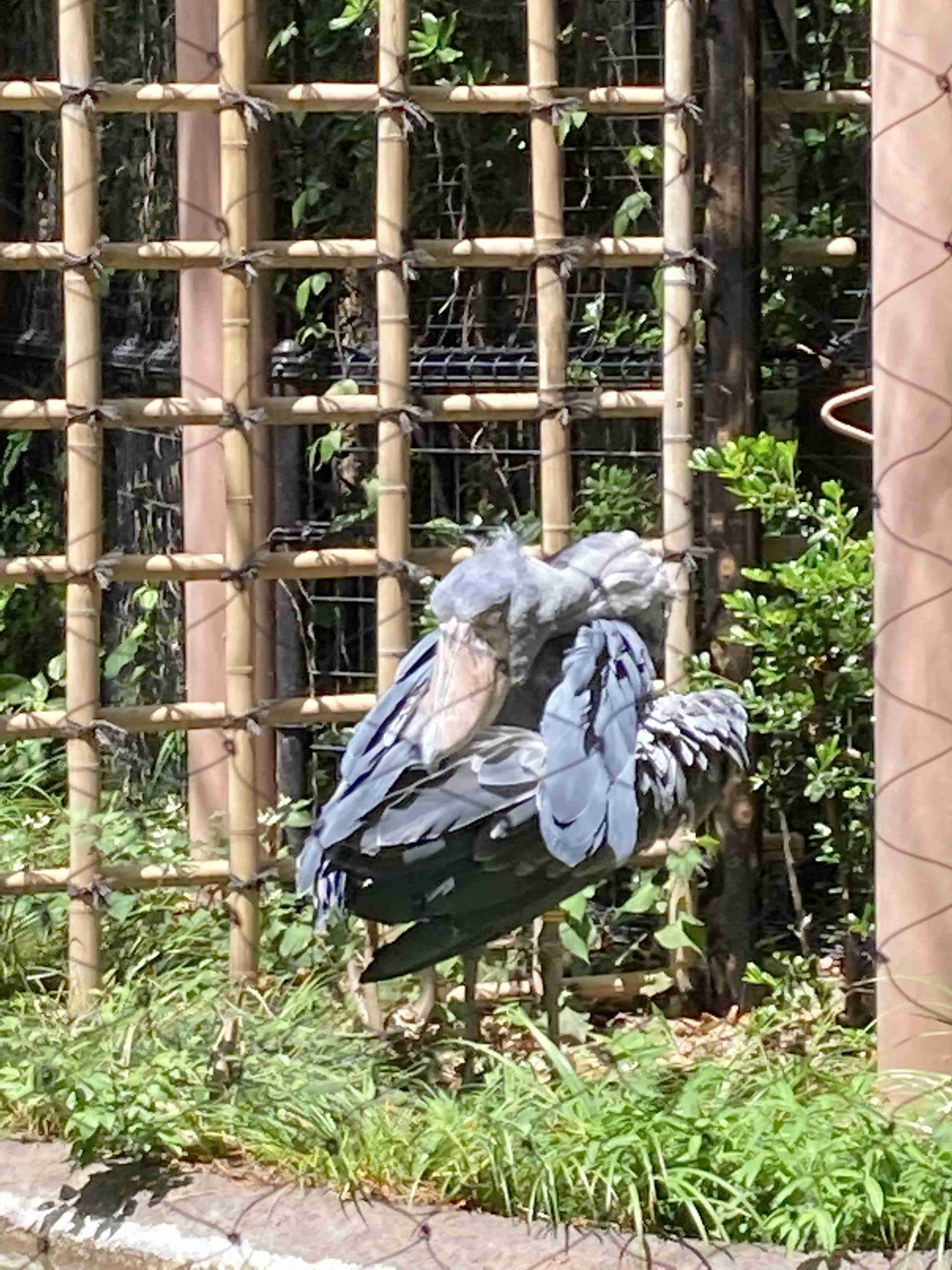 ハシビロコウに癒されたい【part６】