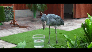 ハシビロコウに癒されたい【part６】