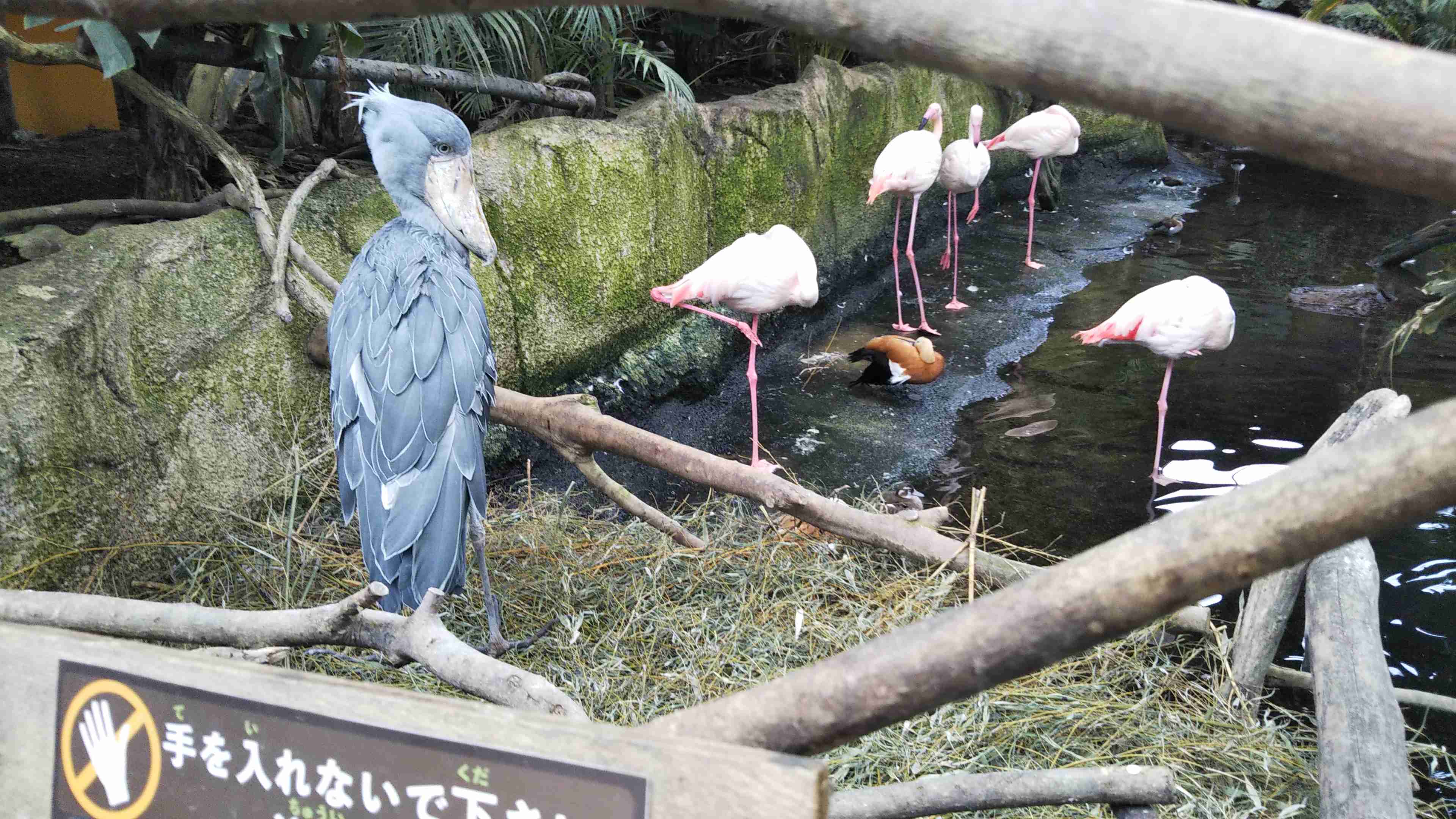 ハシビロコウに癒されたい【part６】