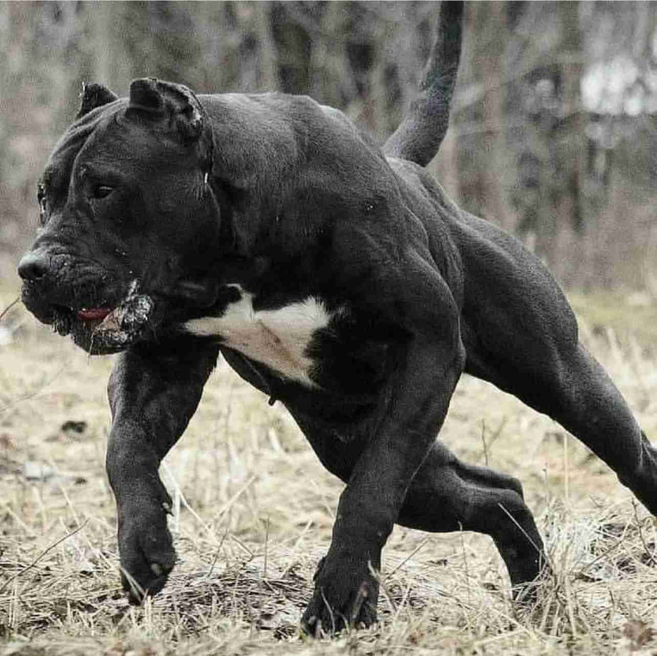 7歳女児が犬に襲われ死亡、飼い主を逮捕　米ルイジアナ州