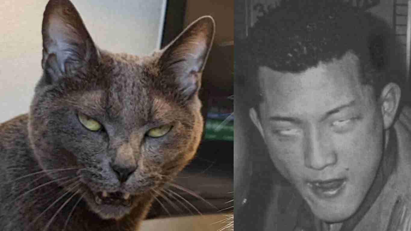 独特な表情に魅せられてお迎えした子猫の「11年後の姿」にギャップ萌え! 飼い主が「愛おしい」と再確認した1枚