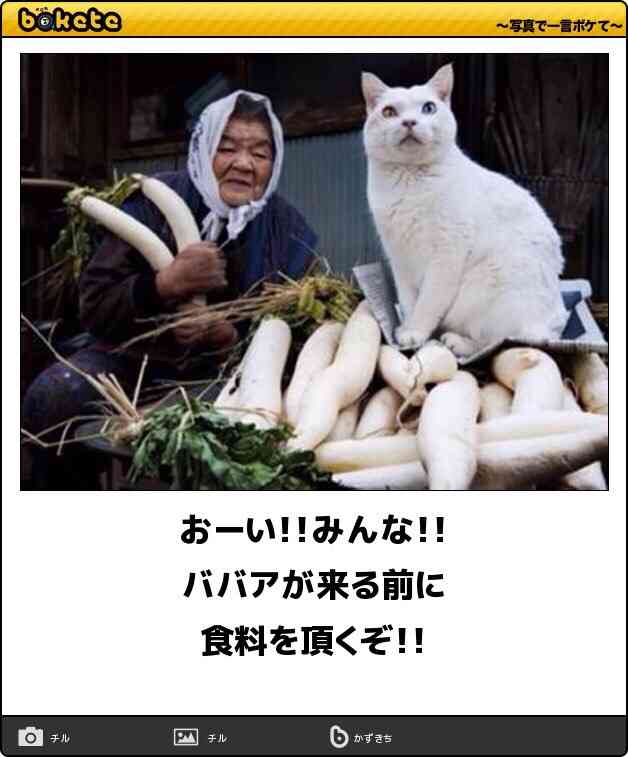 何度見ても秀逸だと思う「bokete」を貼っていくトピPart11