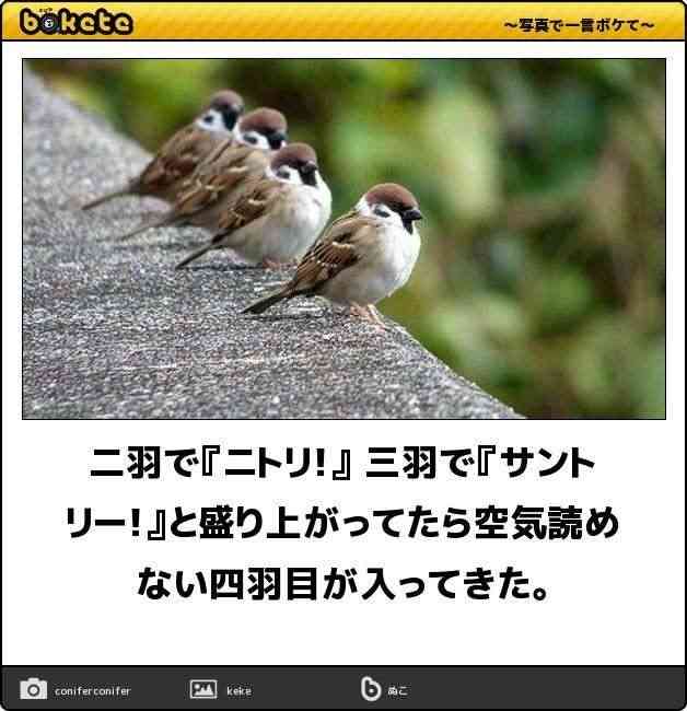 何度見ても秀逸だと思う「bokete」を貼っていくトピPart11
