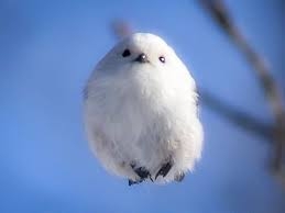 人間以外で生まれ変わるなら何がいい？