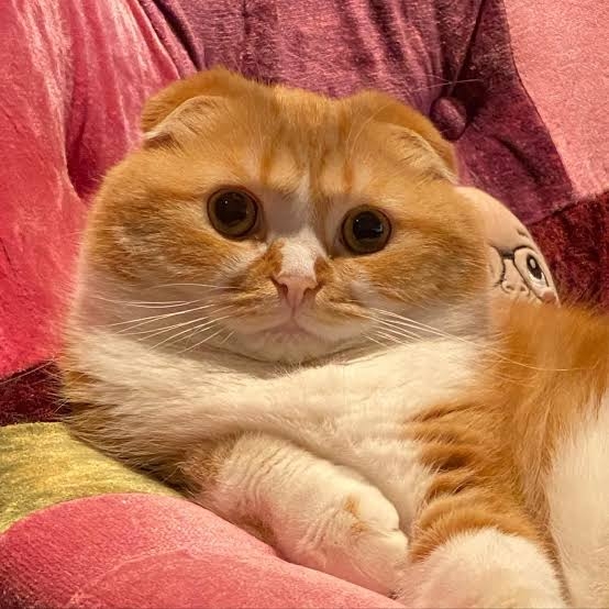 人間以外で生まれ変わるなら何がいい？