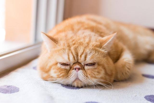 人間以外で生まれ変わるなら何がいい？
