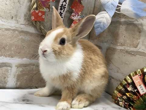 【卯年】年女集合！！【🐰】
