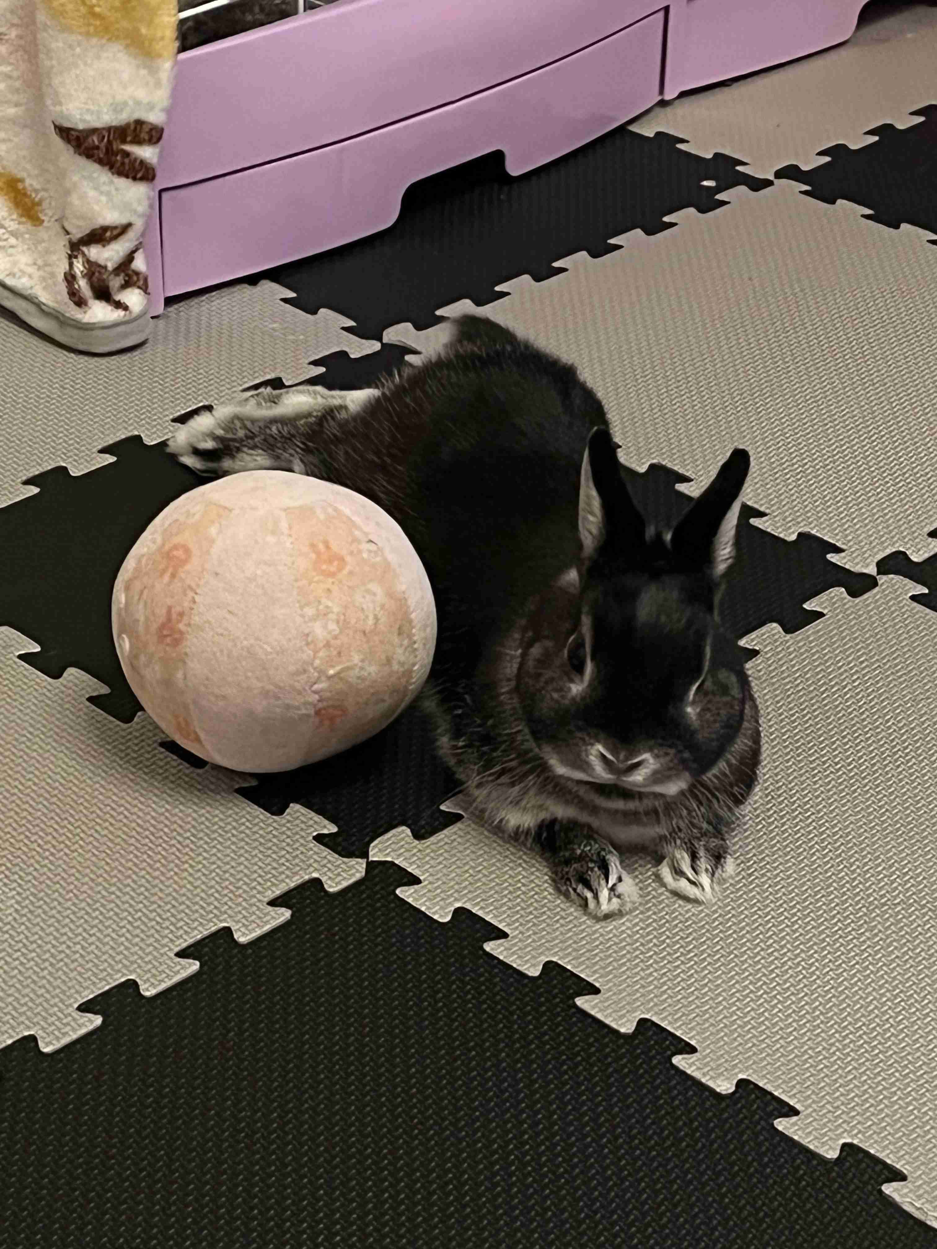 【卯年】年女集合！！【🐰】