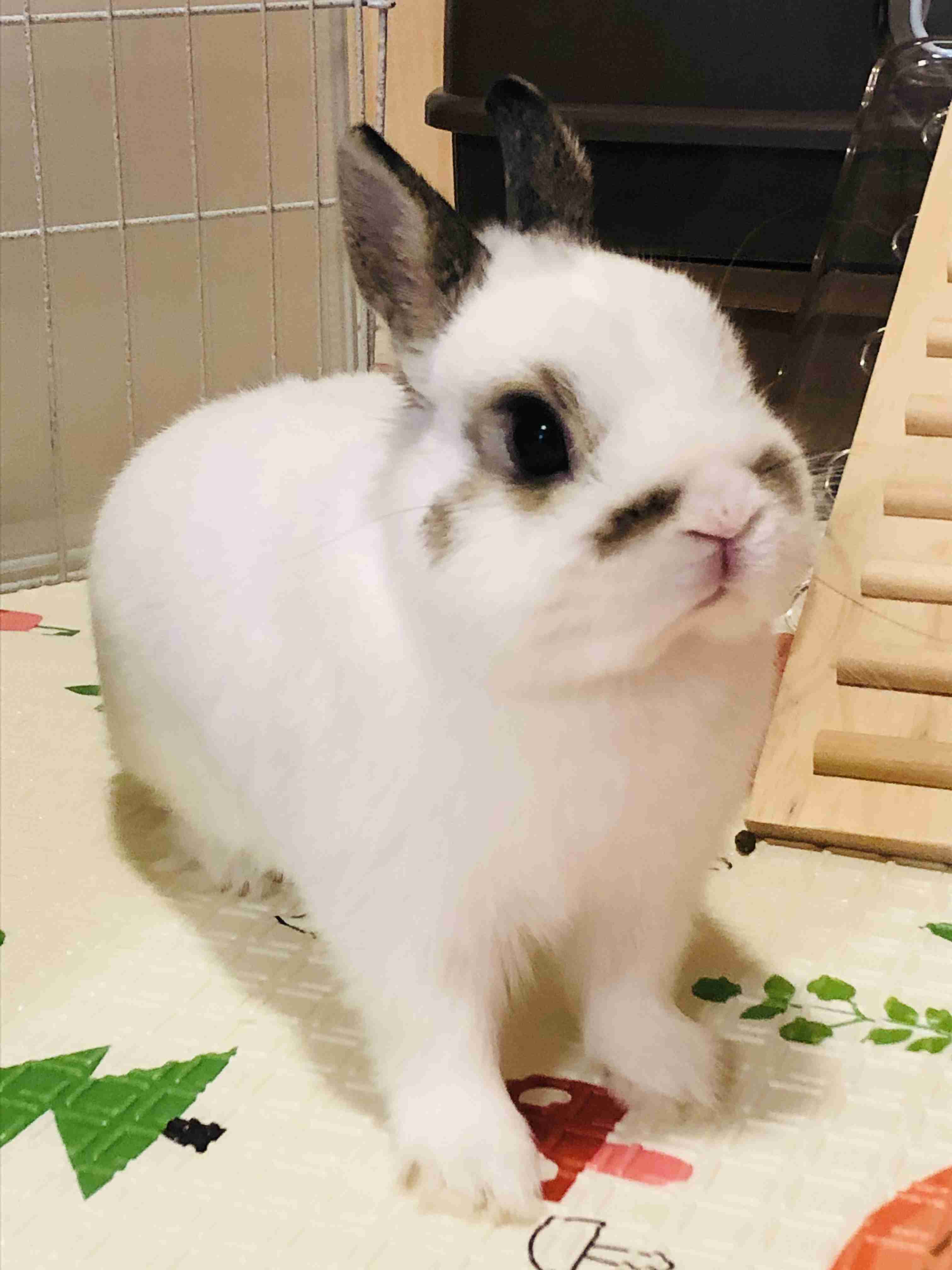 【卯年】年女集合！！【🐰】