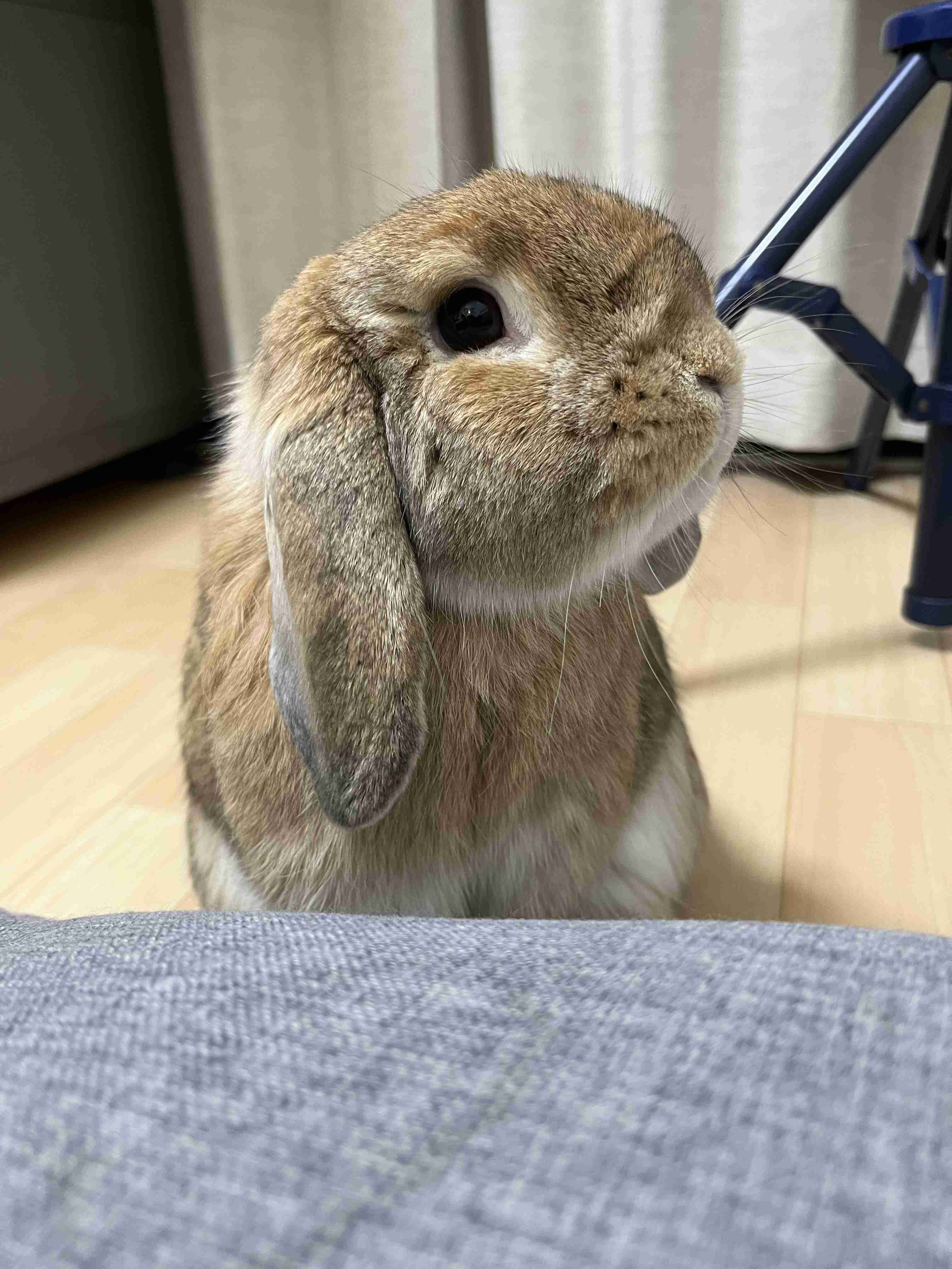 【卯年】年女集合！！【🐰】