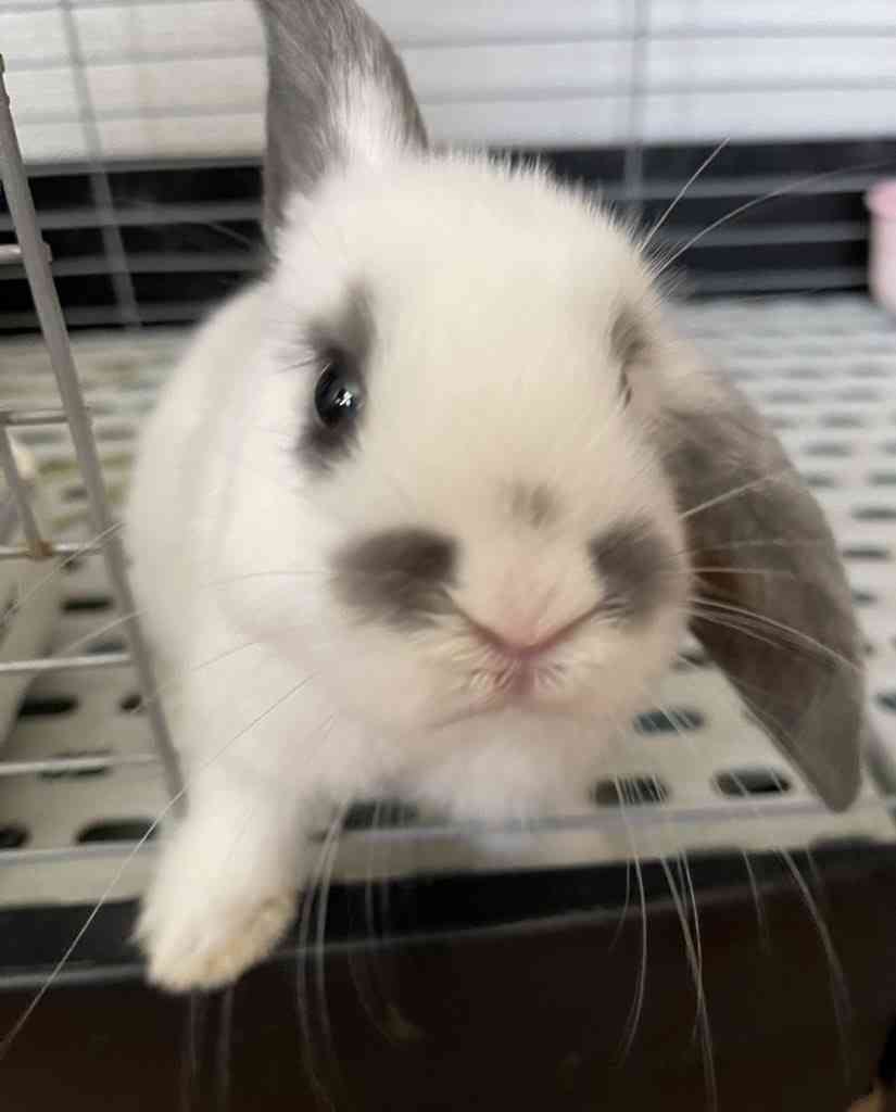 【卯年】年女集合！！【🐰】