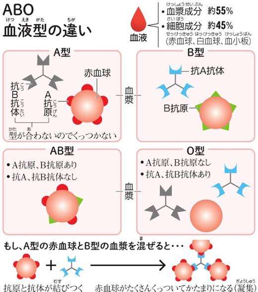 子供の血液型、知っていますか？