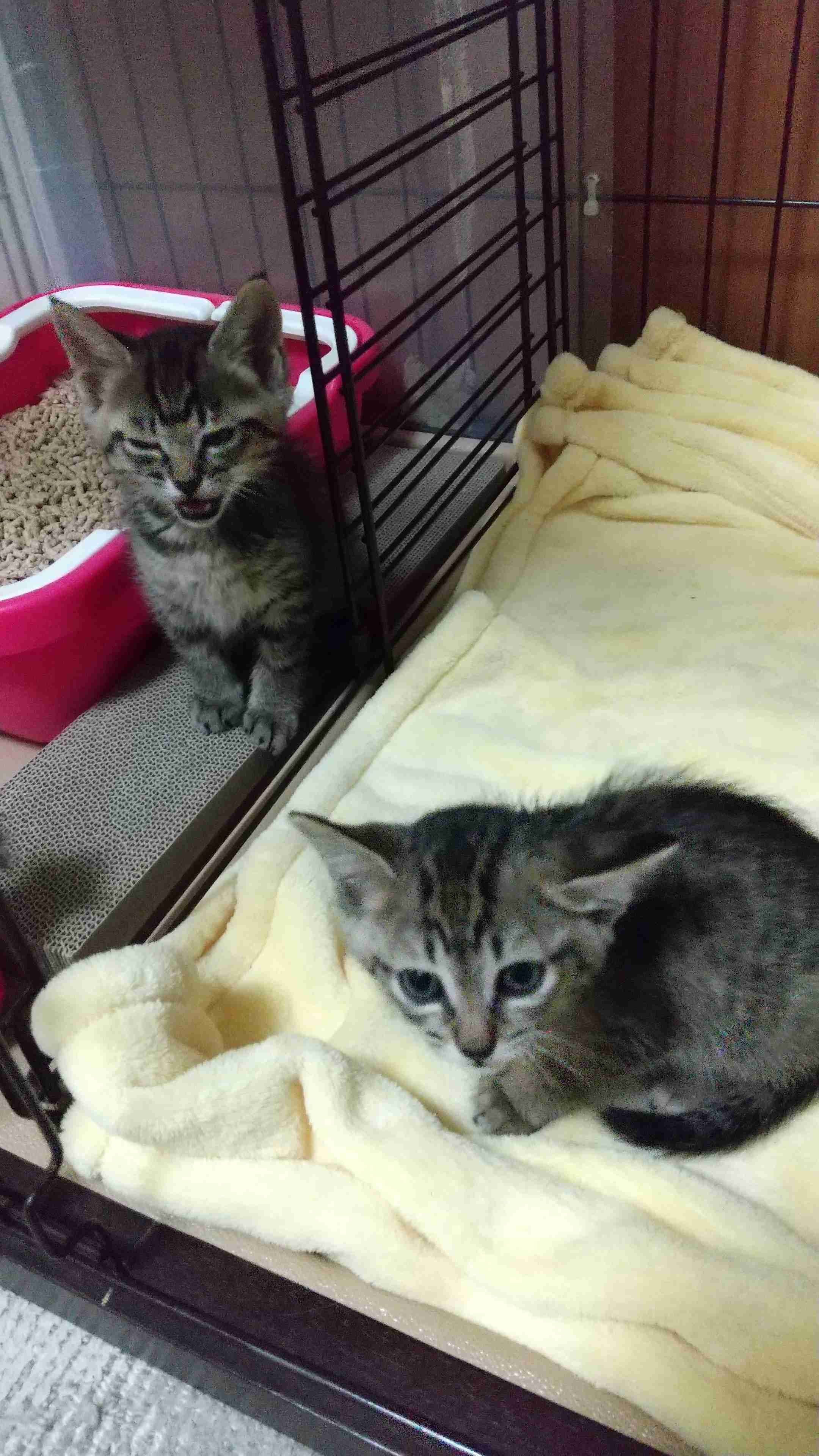 子猫の画像を貼って癒されるトピ