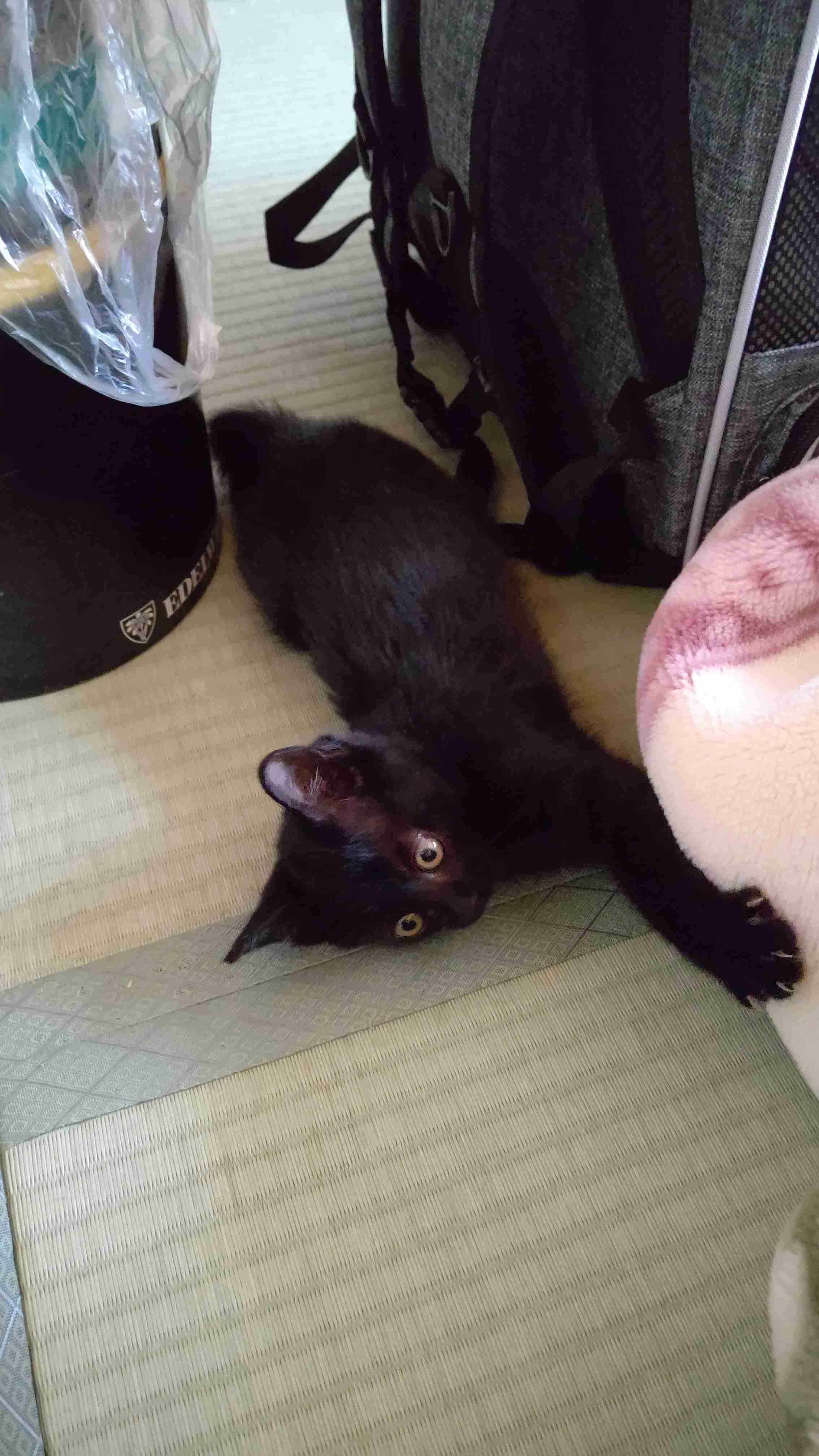 子猫の画像を貼って癒されるトピ