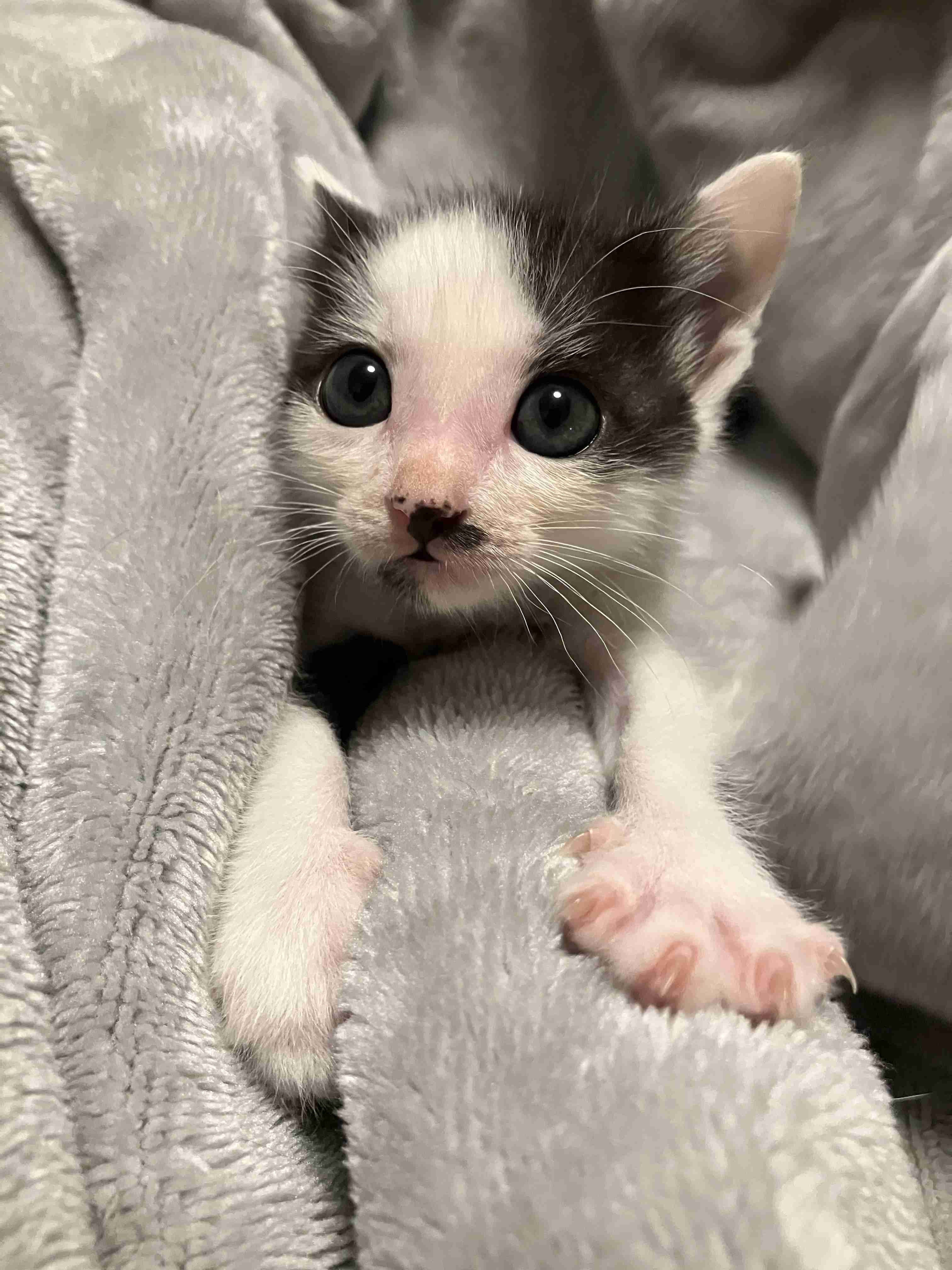 子猫の画像を貼って癒されるトピ