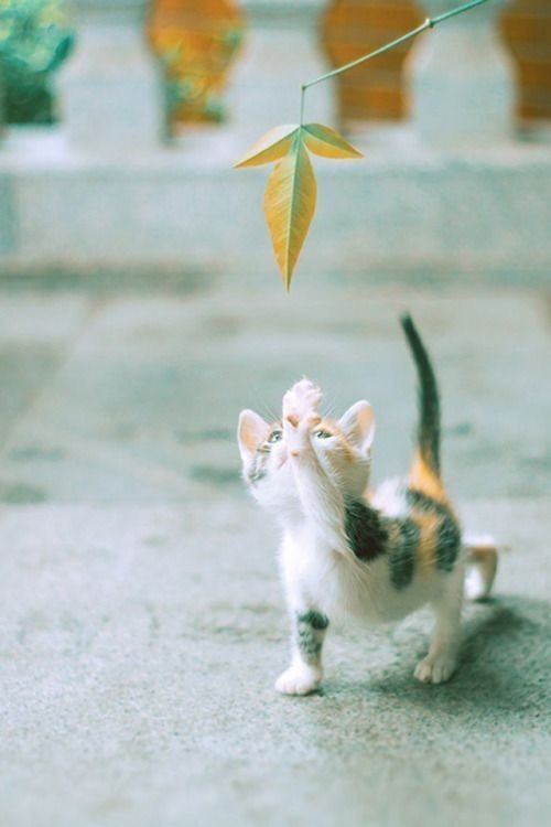 子猫の画像を貼って癒されるトピ