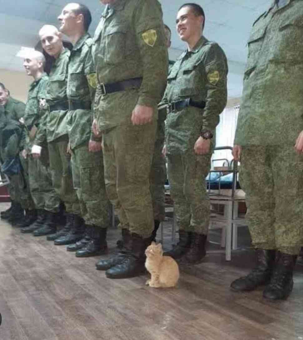 子猫の画像を貼って癒されるトピ