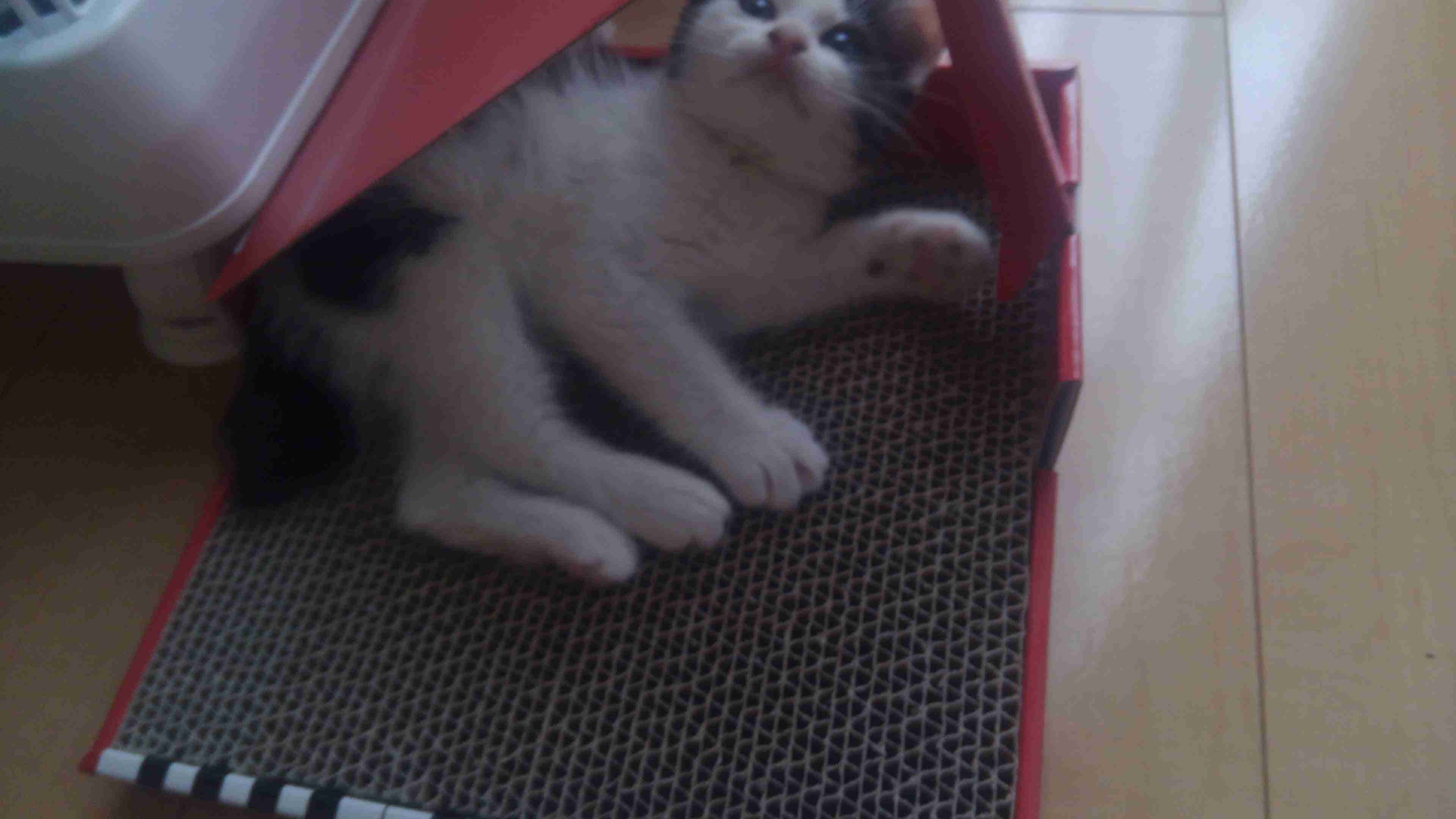 子猫の画像を貼って癒されるトピ