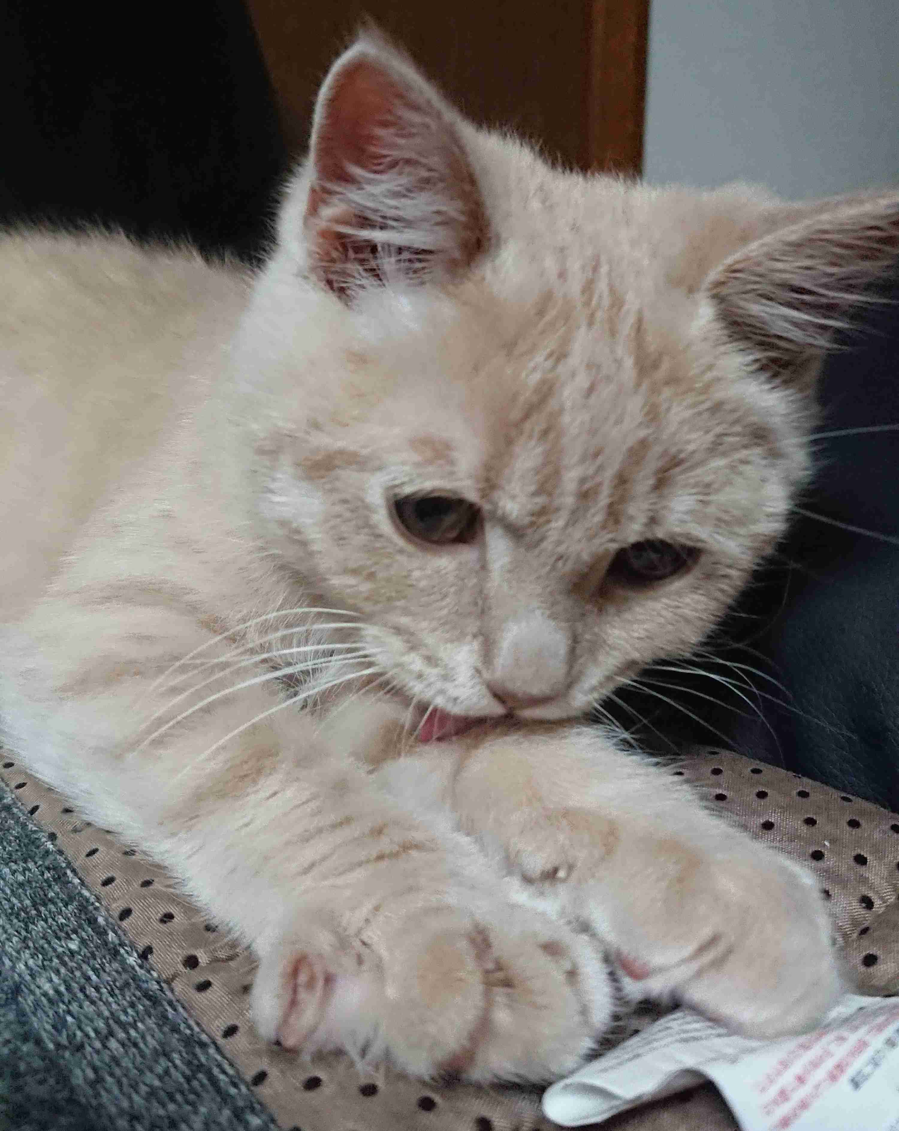 子猫の画像を貼って癒されるトピ