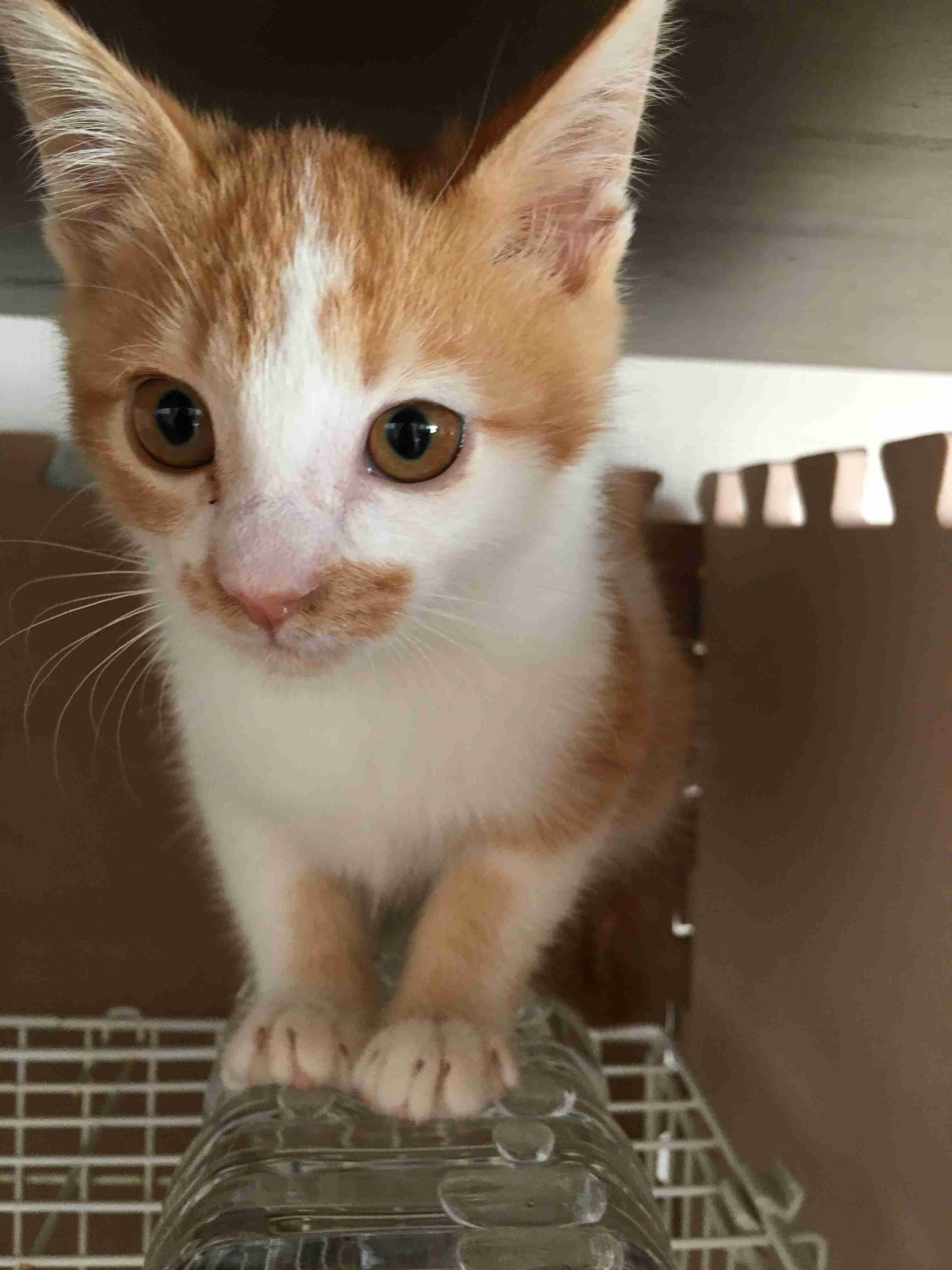 子猫の画像を貼って癒されるトピ