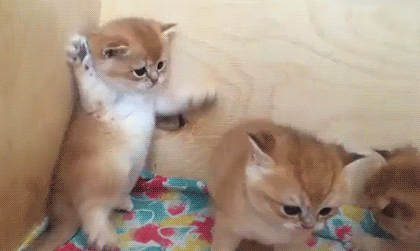 子猫の画像を貼って癒されるトピ